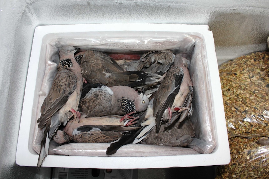 A close shot of a box of dead grey birds in a freezer