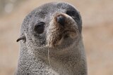 Face of brown furry seal pup, with ears and dark eyes