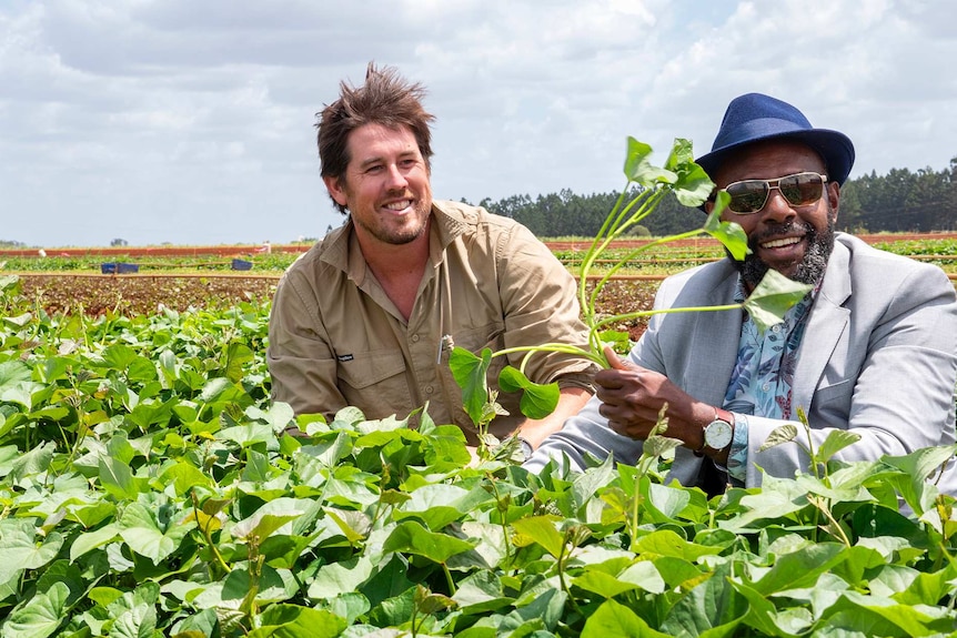 A young Australian farmer crouches in a field of sweet potato plants next to a middle aged Vanuatuan man who is holding leaves.