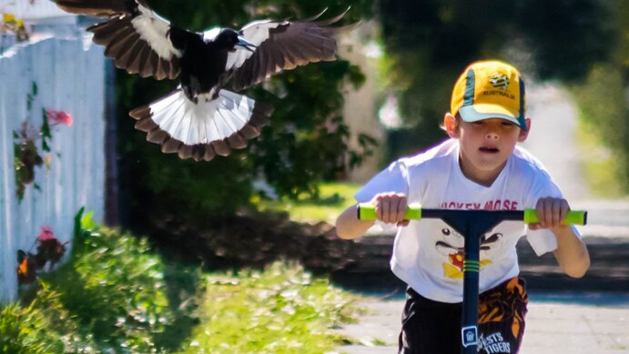 9 year old Tylah on his scooter and the magpie known as "Maggie" flying alongside