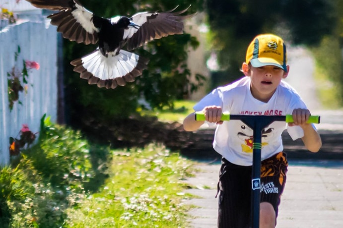 9 year old Tylah leaves the house on his scooter and the magpie known as "Maggie" swoops in for the daily game.