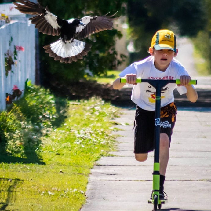 9 year old Tylah on his scooter and the magpie known as "Maggie" flying alongside