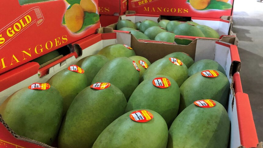 Large, green Brooks mangoes fit about 12 to a tray and look a bit like papaya in the box