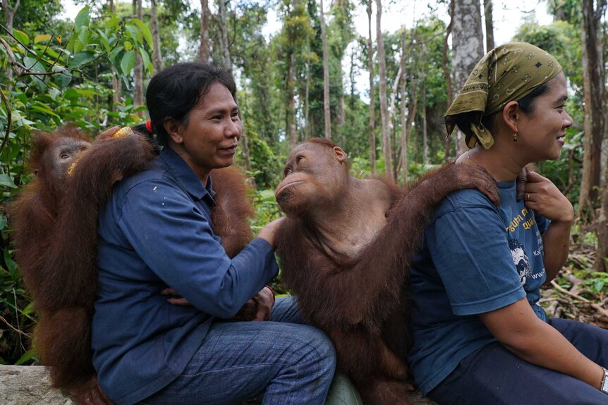 Young orangutans sitting on a log with two staff members of the Orangutan Foundation International
