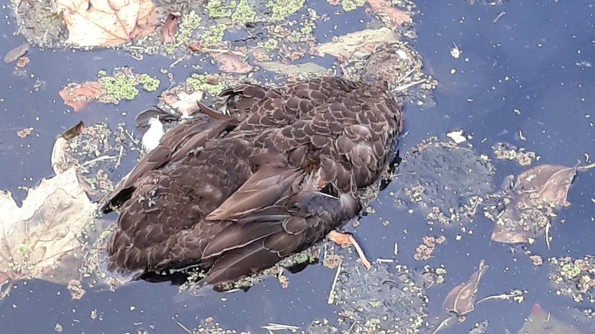 A dead duck.