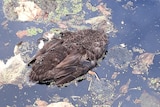 A dead duck.