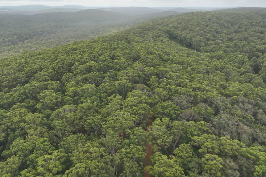 Aerial view of large lucious green forest of giant tingle trees in Walpole Nornalup National Park