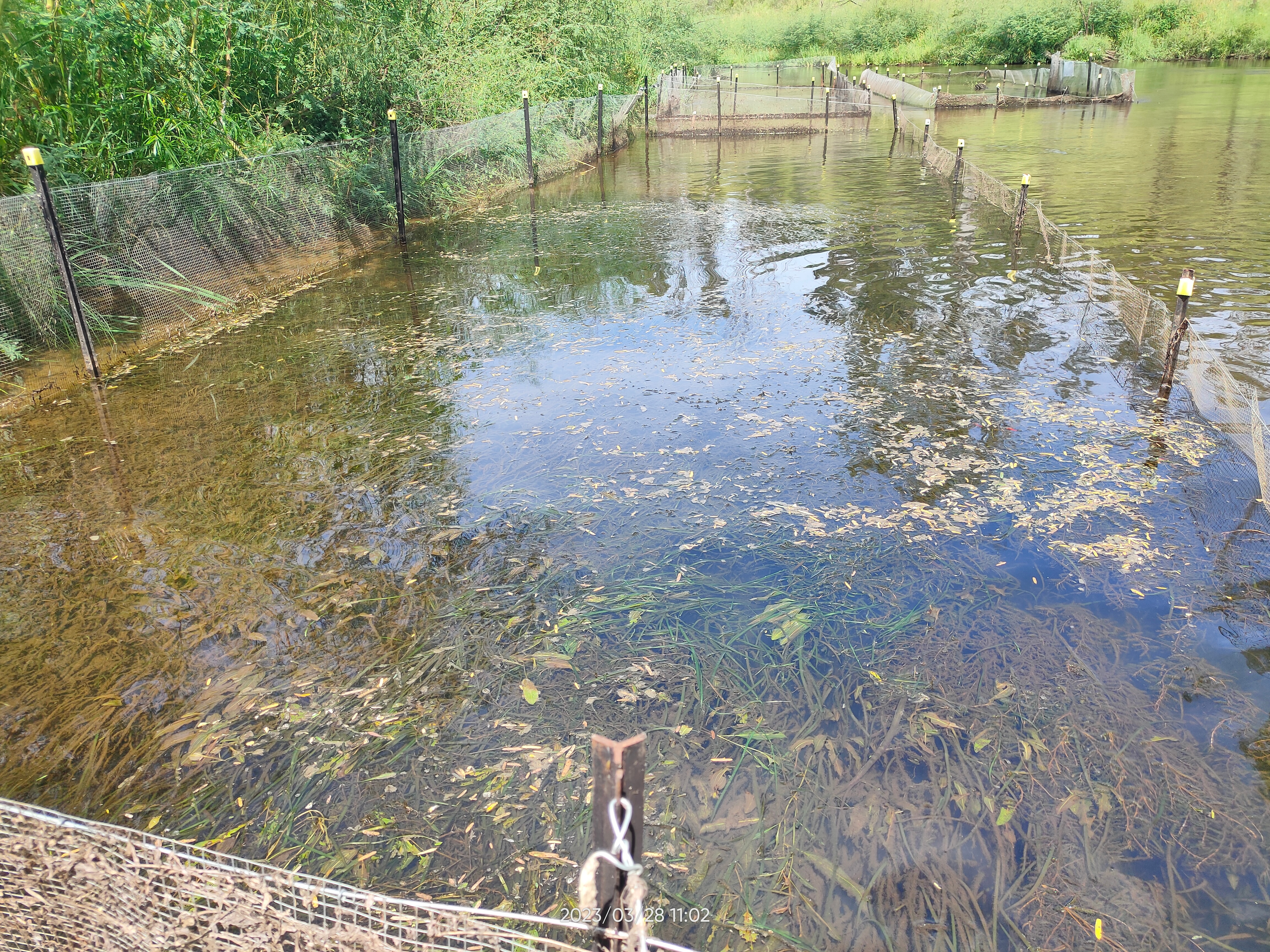 Una valla en una parte poco profunda de un río donde crecen muchas plantas acuáticas.