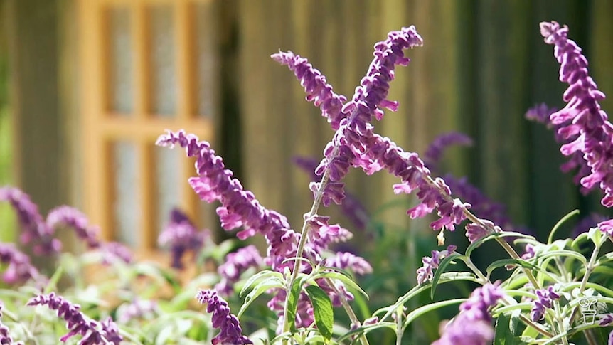 A Mexican Sage Bush covered in purple flowers.