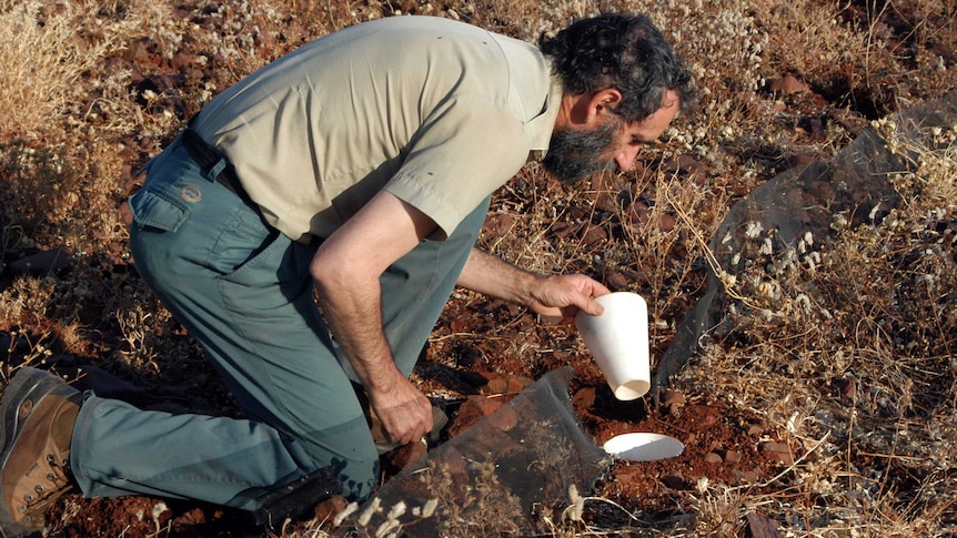 DPAW's Allan Burbidge checks a trap during the field work phase of the study.