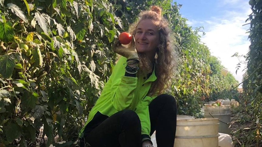 A backpacker sitting in between tomato plants and holding a tomato up