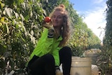 A backpacker sitting in between tomato plants and holding a tomato up