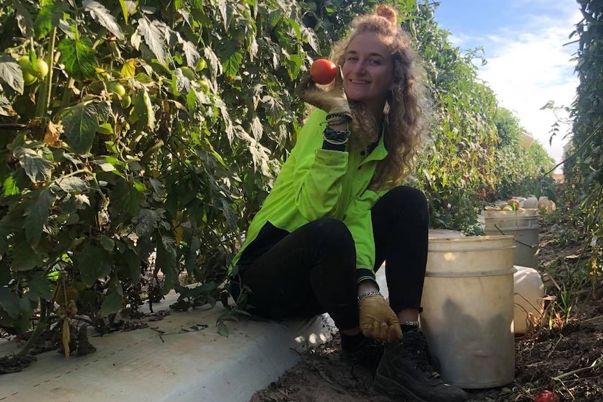 A backpacker sitting in between tomato plants and holding a tomato up