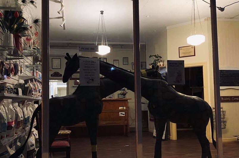 Two giraffe statues inside a Brisbane vet clinic.