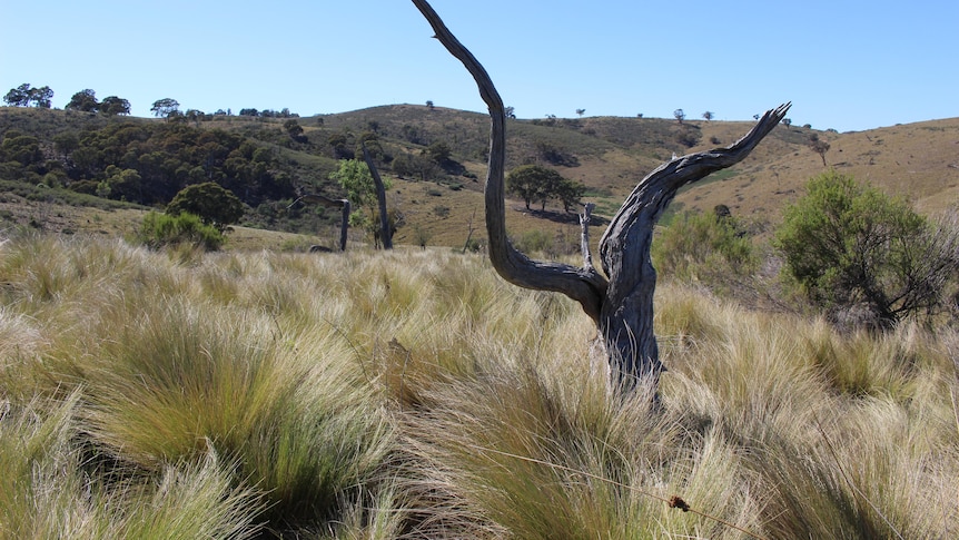 Tussock in a paddock with a tree.