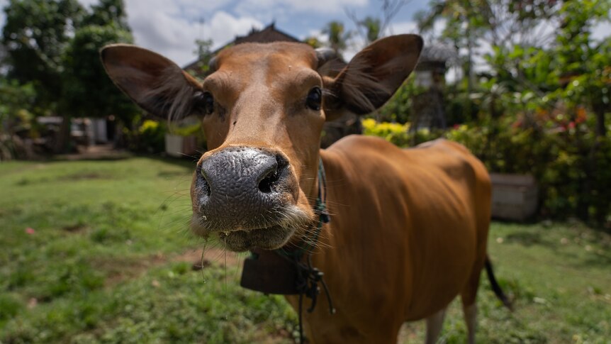 A cow with a bit of drool coming out of its mouth 