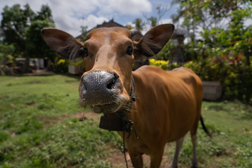 A cow with a bit of drool coming out of its mouth 