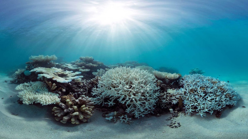 A panoramic image of coral reefs bleached white in the Maldives captured by the XL Catlin Seaview Survey in May 2016.