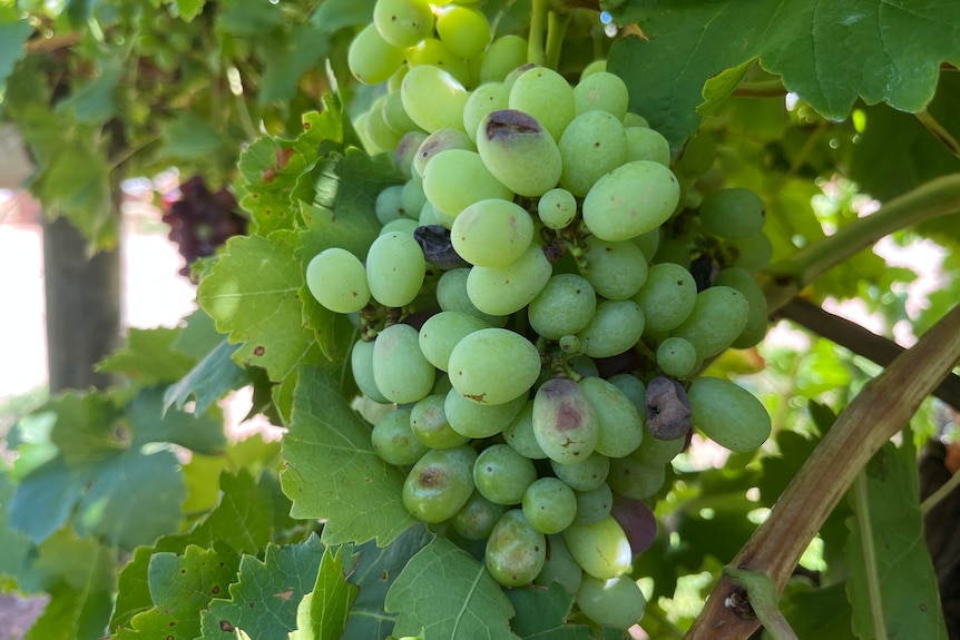 A close-up of rotten grapes on a vine.
