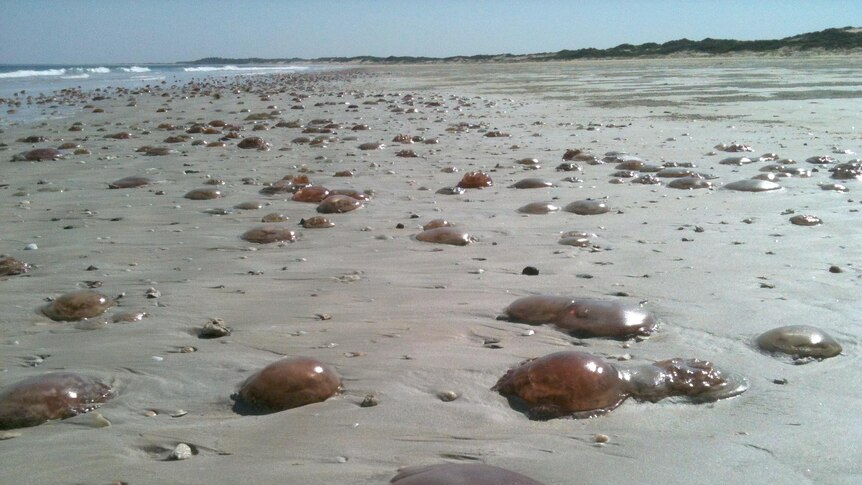 Rotten jellyfish wash up on Cable Beach, Western Australia.