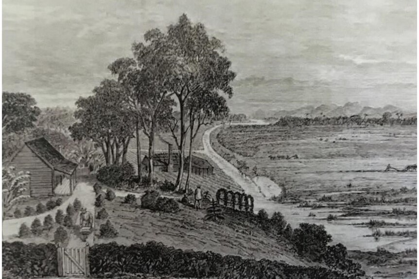black and white sketch of buildings and plants amid a cane farm with mountains in the background