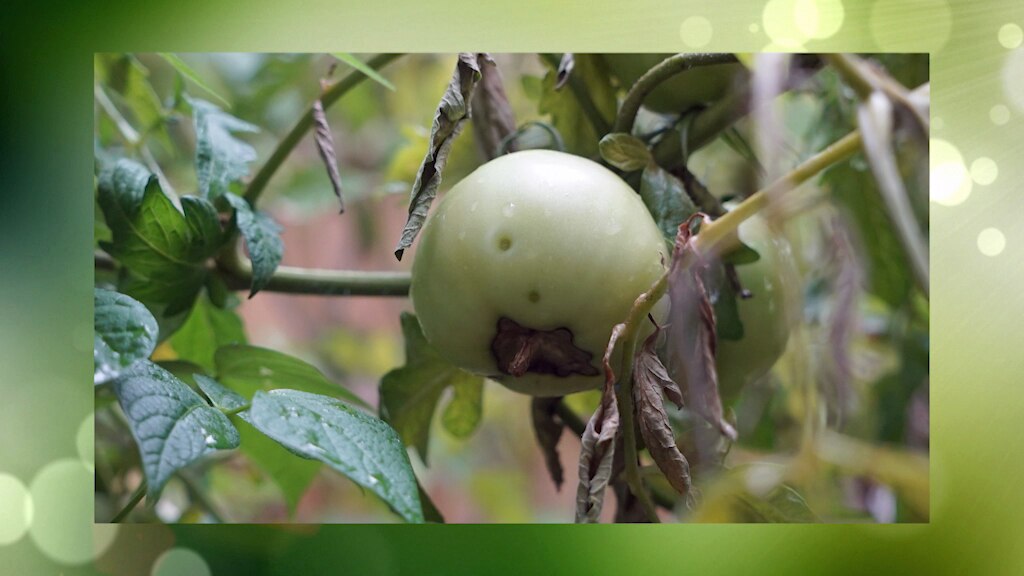 FAQs - Tomatoes Rotting | Sick mango tree | Feeding indoor plants ...