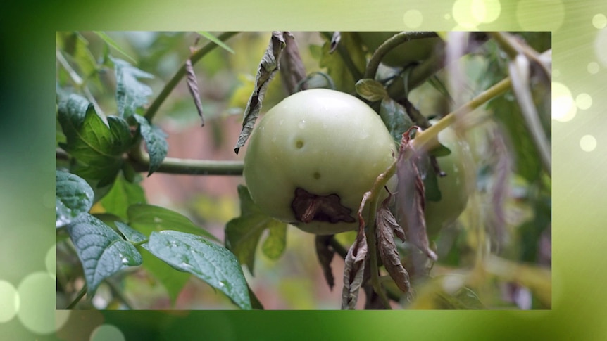 Green tomato growing on vine with large black blemish on the skin