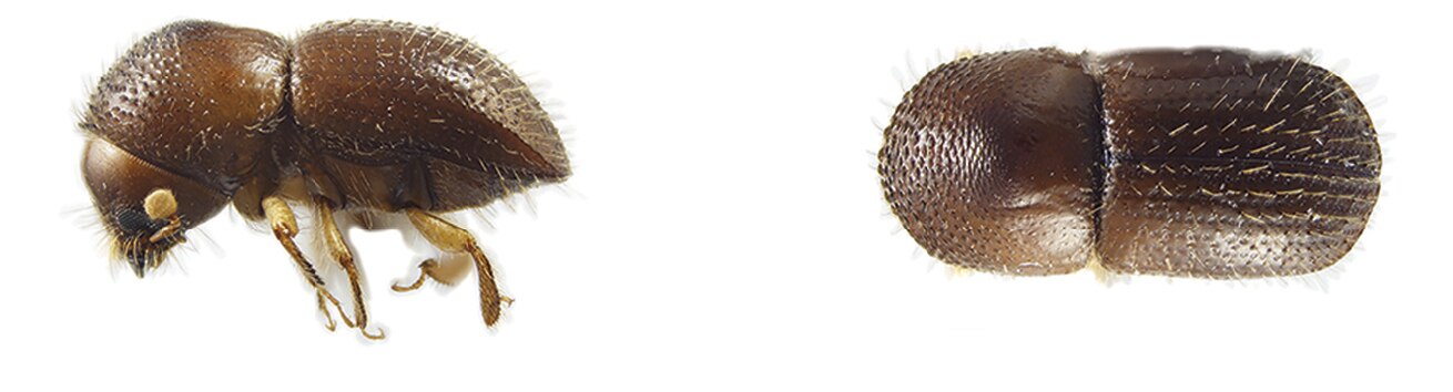 A brown beetle against a white background.