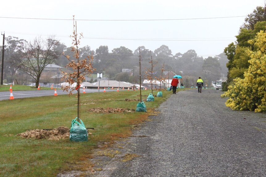 Faye Parry walking down the Ballarat East Avenue of Honour on Melbourne Road, on day of the August 2022 tree planting. 