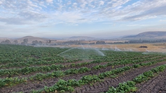 A paddock in the Derwent Valley where water is being sprayed on strawberry runners