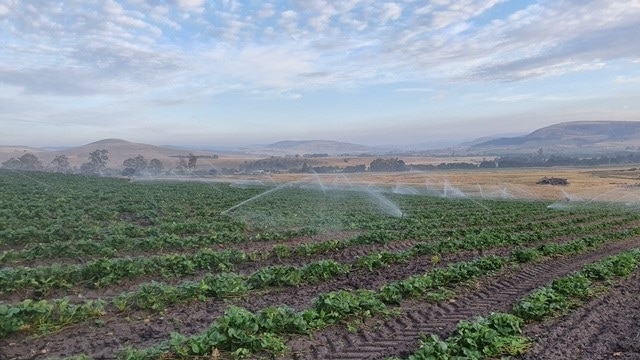 Strawberry runners growing in the Central Highlands