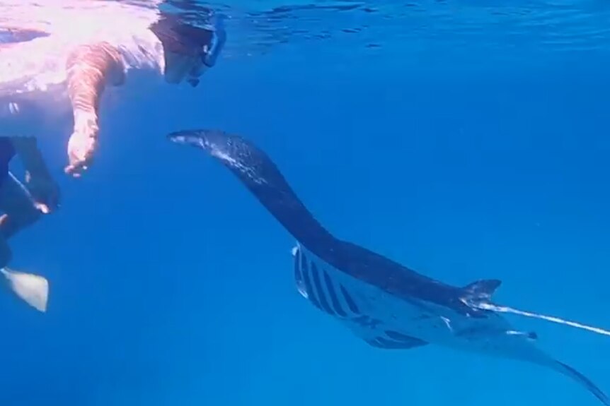 a man in a white shirt and board shorts swims in the ocean with a large manta ray
