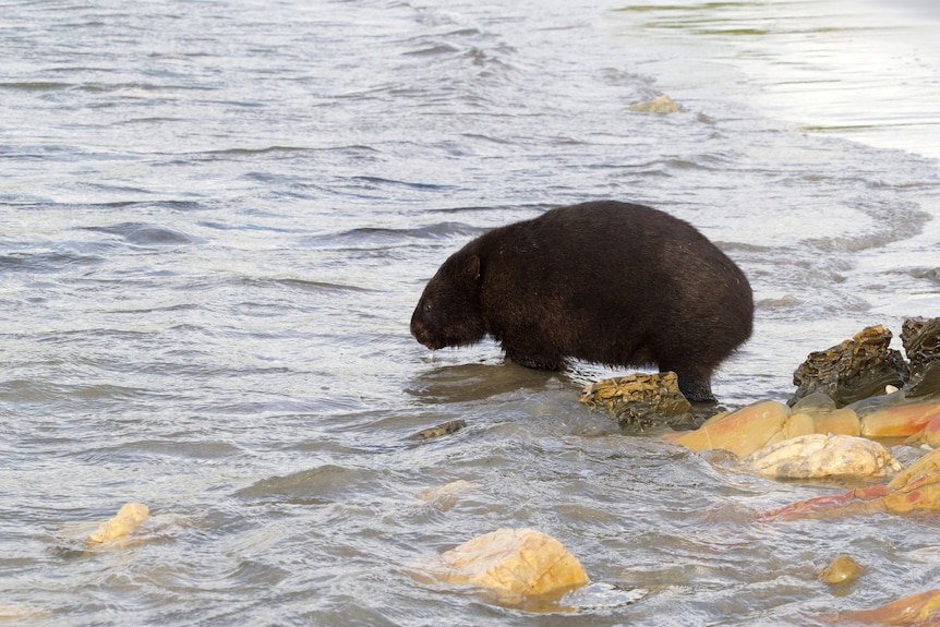 A wombat paddles in the shallows at the beach with rocks in the foreground.