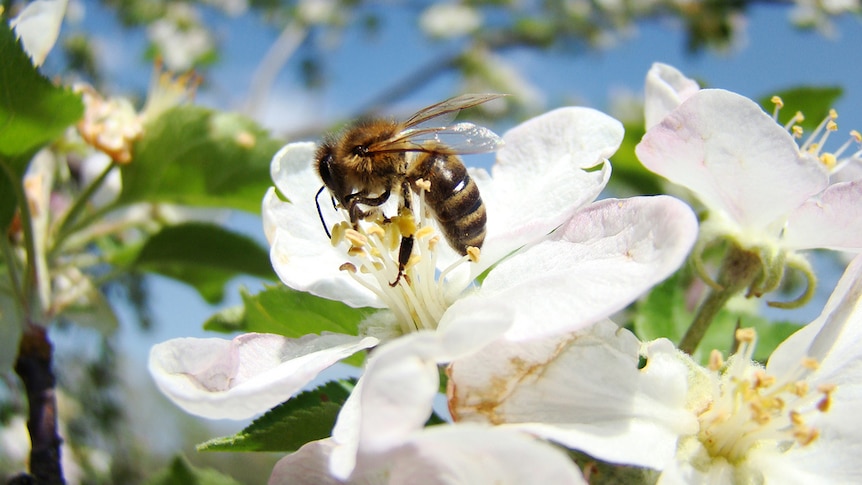Bee in an apple blossom