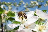 Bee in an apple blossom