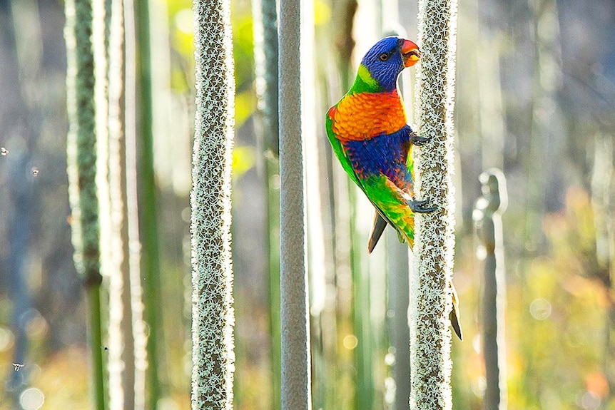 A colourful parrot feeds on a spear-like bloom of flower.