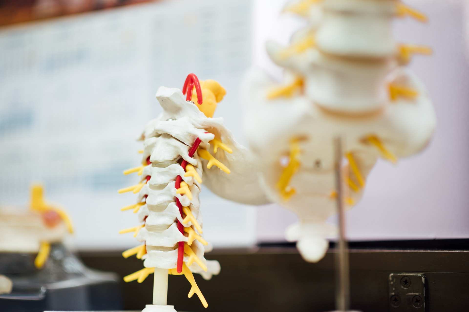 Anatomical model of a section of some vertebrae