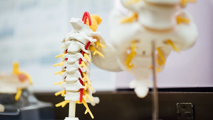 Anatomical model of a section of some vertebrae