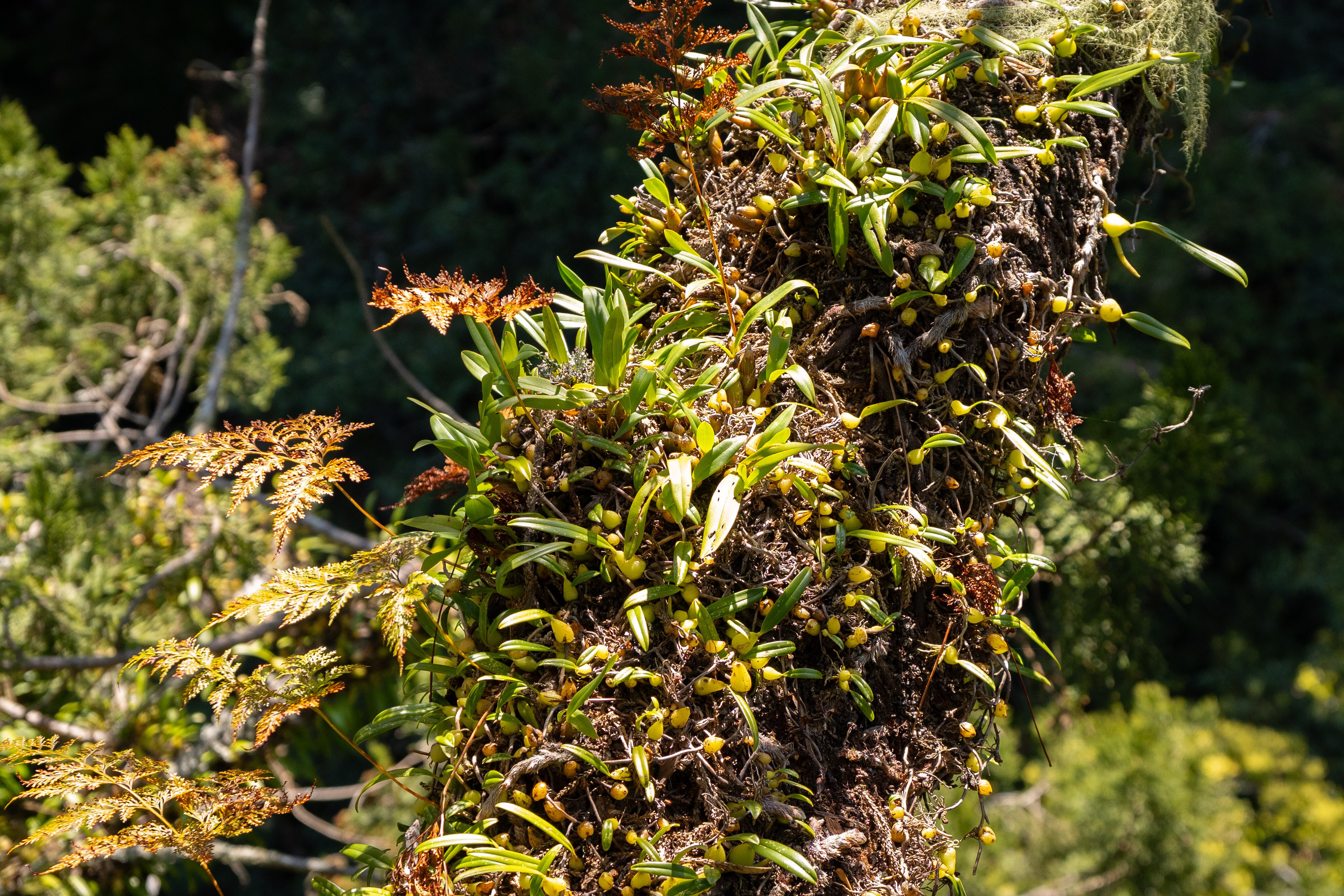 After an arduous trek, Tasmanian Steve documented Taiwan's tallest tree ...