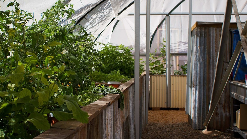 The North Gregory Hotel's aquaponics system is made from recycled materials.