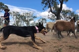 Woman in paddock overseeing dog chasing sheep.