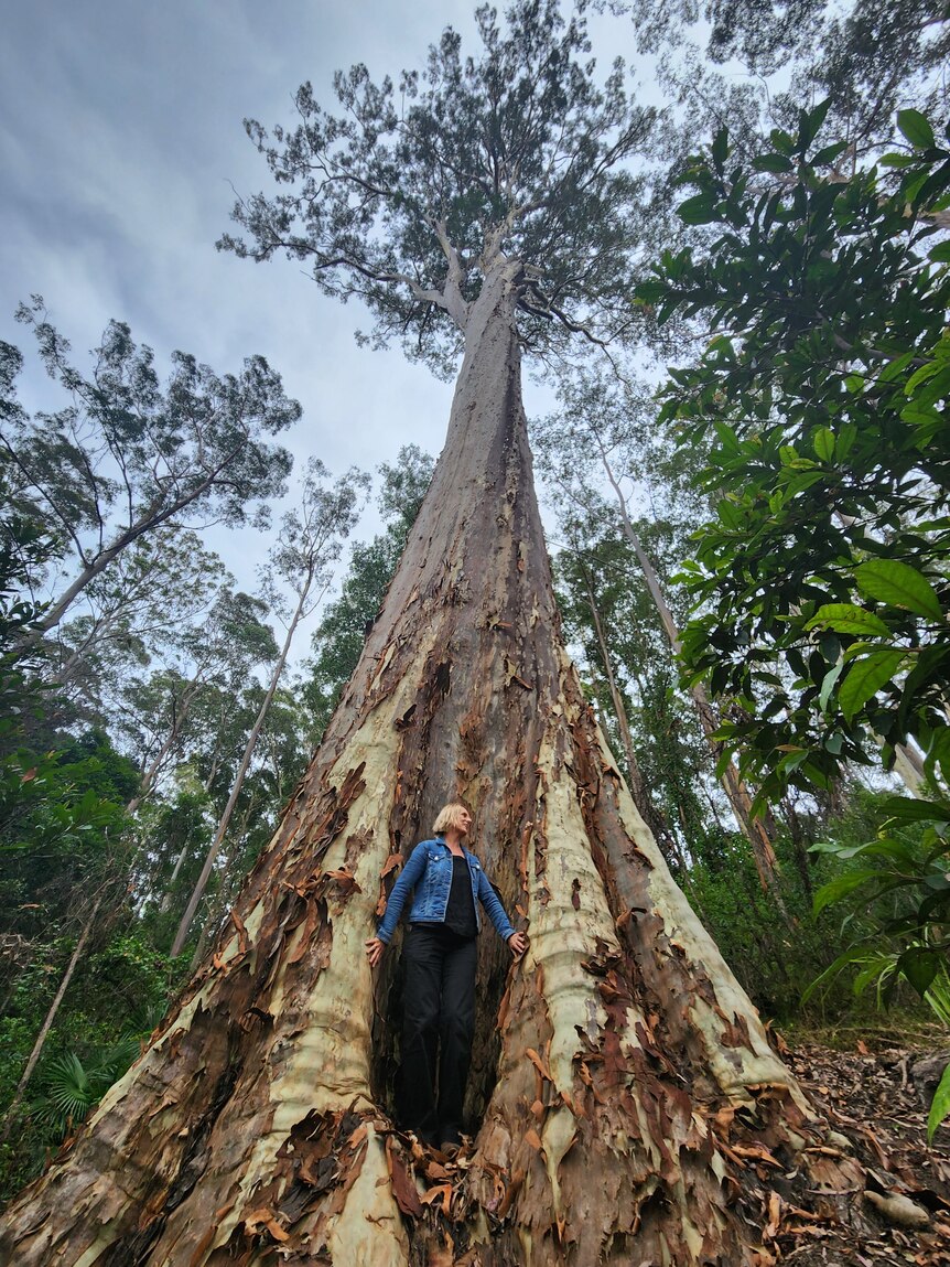 A woman is dwarfed by a giant tree 