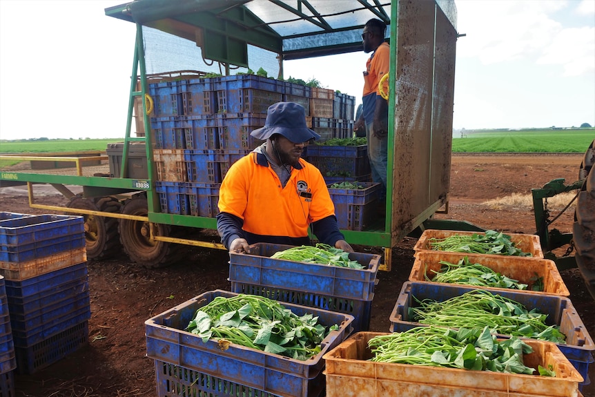 A ni-Vanuatu man in his 30s, wearing high-vis, carrying a crate of vines onto a truck. 