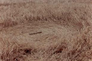 Bordertown 1973 crop circles