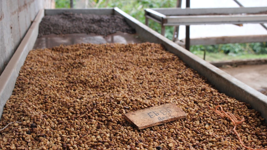 Coffee beans being sorted in an outside storage area in Panama.