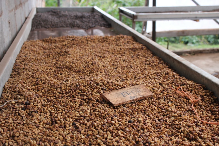 Coffee beans being sorted in an outside storage area in Panama.