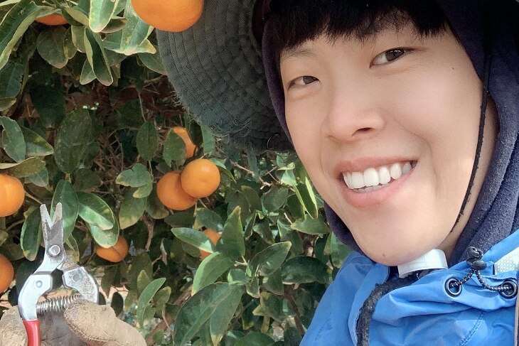 A backpacker with an orange tree, picking fruit.