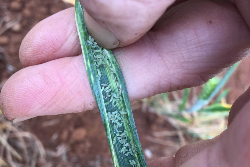 The owners of the property suffering aphids will likely graze the paddock.