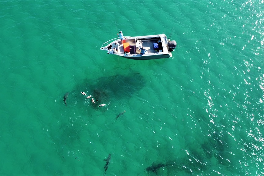 An aerial photograph of a fishing boat with a school of fish and sharks in the water beside it