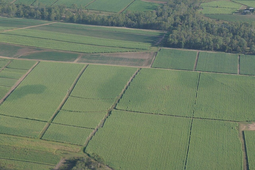 An aerial view of cane fields.